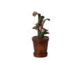 Maileg plant