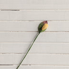 Bloem geel tulp met blaadje