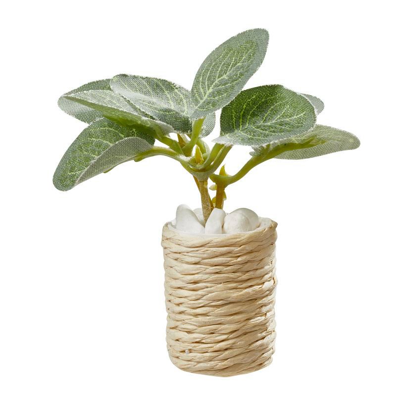 Miniatuur kamerplant