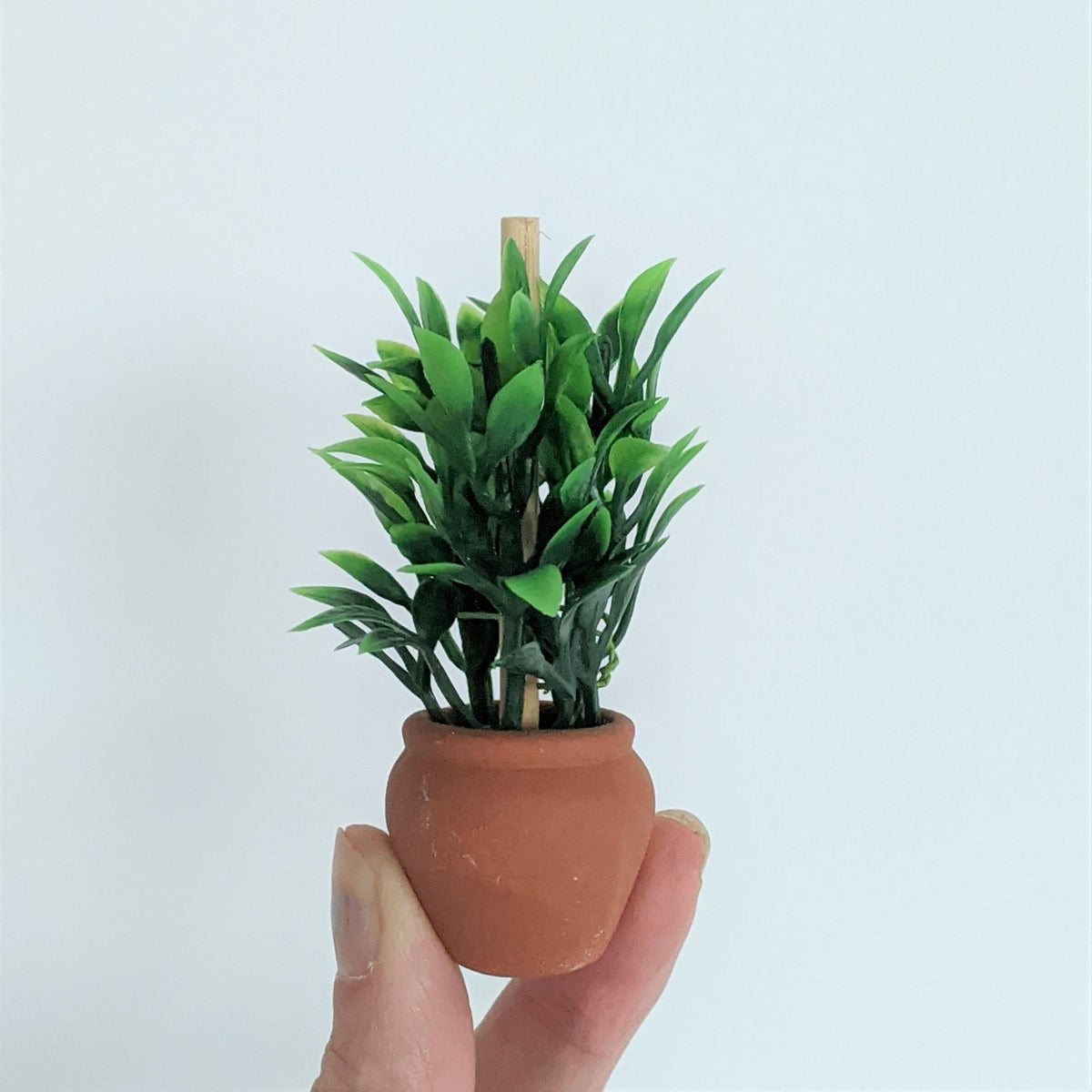 Groene plant in terracotta pot