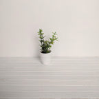 Groene plant in witte terracotta pot