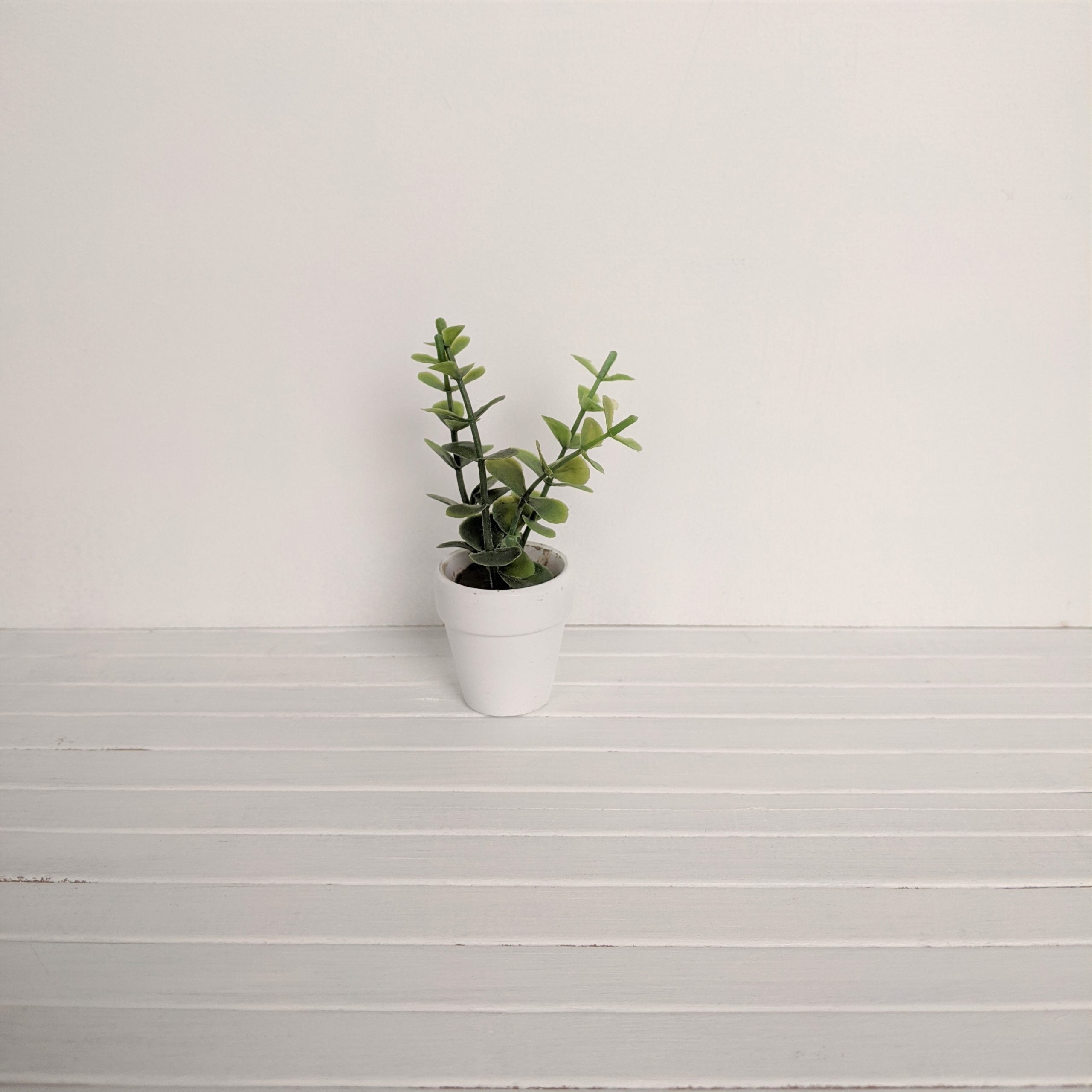 Groene plant in witte terracotta pot